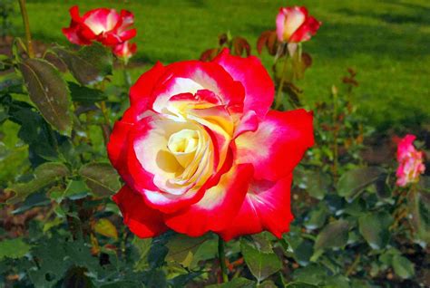 the tudor rose|tudor roses for garden.